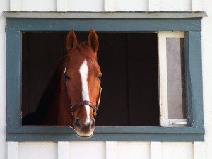 Thoroughbred Race Horse Lexington Kentucky