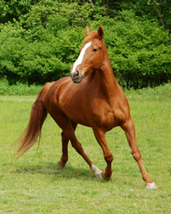 horse