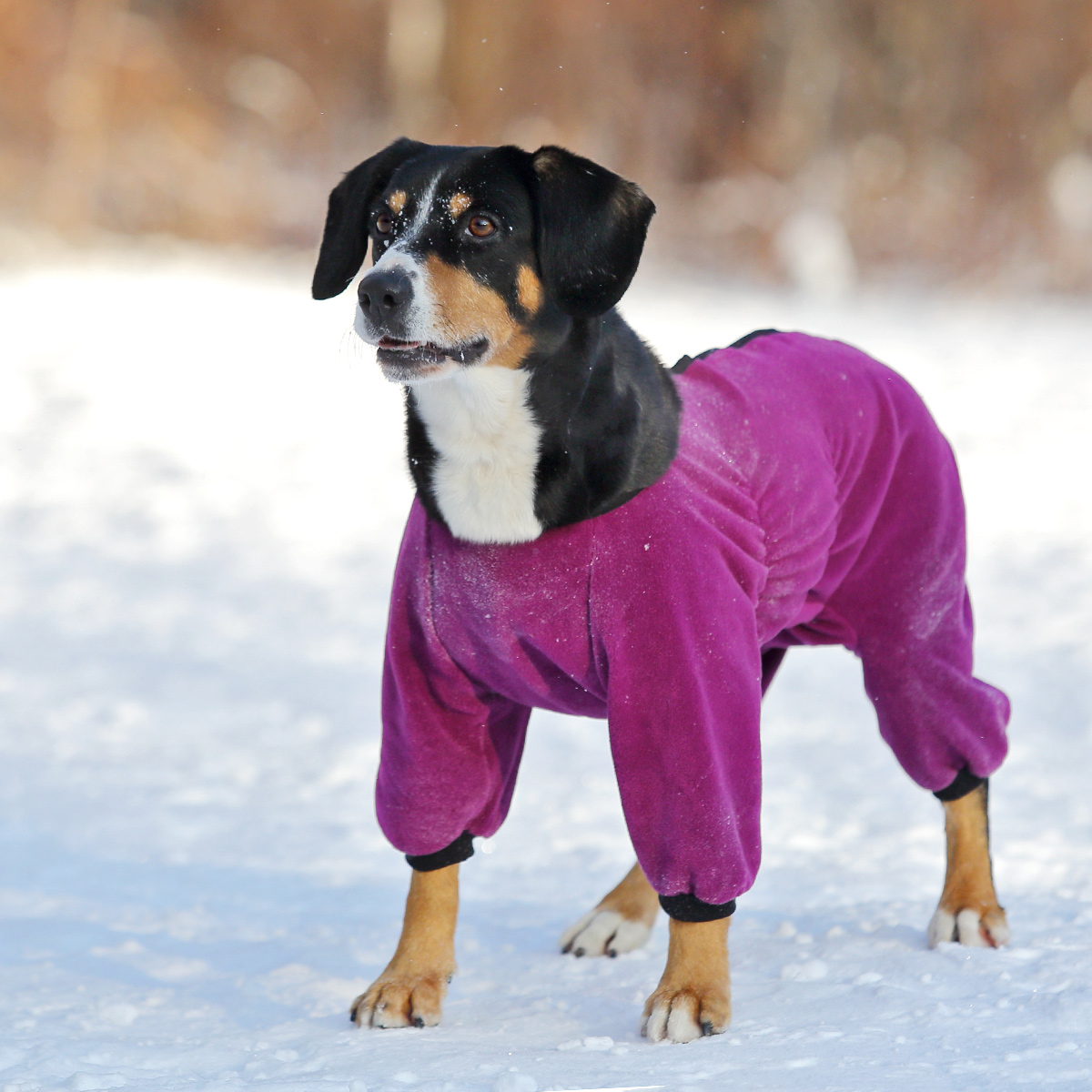 Одежда и прически для собак